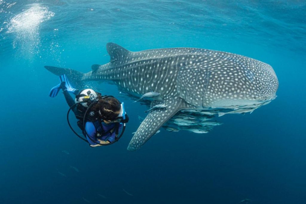 Best Scuba Diving Locations 2024