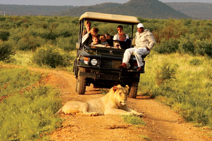 Wildlife Conservation Safari Experiences