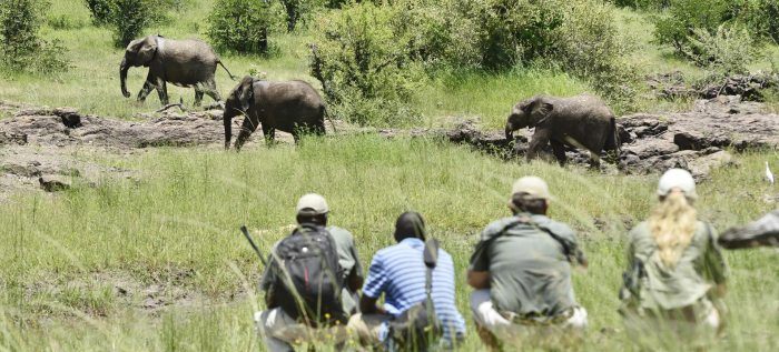 Wildlife Conservation Safari Experiences